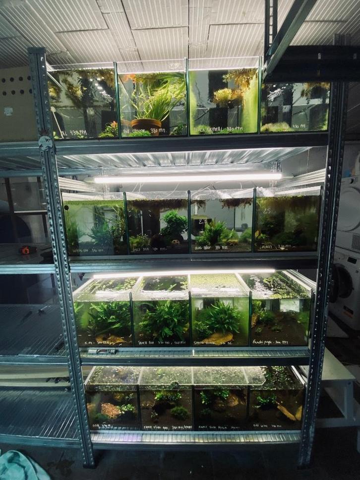 Batterie d’aquarium caridina reproduction élevage, Dieren en Toebehoren, Vissen | Aquaria en Toebehoren, Zo goed als nieuw, Gevuld zoetwateraquarium