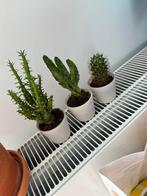 Lot 3 cactus, Enlèvement, Cactus