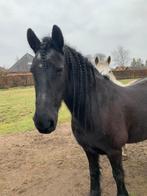 Ter adoptie, Dieren en Toebehoren, Merrie, Z