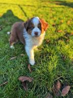 Prachtige australische herder pups hier geboren!!️, Dieren en Toebehoren, België, CDV (hondenziekte), 8 tot 15 weken, Meerdere