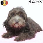 Cavapoo pupje - te koop (Belgisch), België, CDV (hondenziekte), 8 tot 15 weken, Teef
