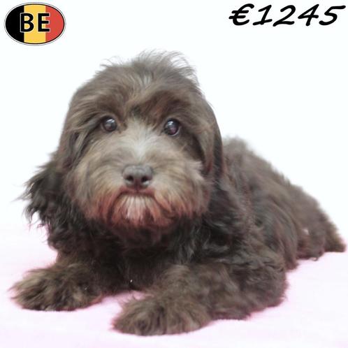 Cavapoo pupje - te koop (Belgisch), Dieren en Toebehoren, Honden | Chihuahua's en Gezelschapshonden, Teef, Overige rassen, Handelaar