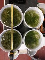 Grote portie guppygras : heel geschikt voor garnalenaquaria, Dieren en Toebehoren, Overige typen, Zoetwatervis