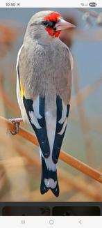 GEZOCHT koppels grijskopputters, Dieren en Toebehoren