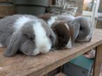 Nederlandse dwerg hangoor, Dieren en Toebehoren, Konijnen, Meerdere dieren, Dwerg, Hangoor, 0 tot 2 jaar