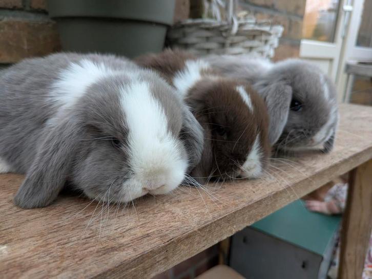 Nederlandse dwerg hangoor, Dieren en Toebehoren, Konijnen, Dwerg, Meerdere dieren, 0 tot 2 jaar, Hangoor