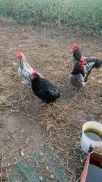 Jersey giant hanen, Mannelijk, Kip