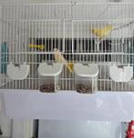 Deux canaris mâle & femelle a vendre., Dieren en Toebehoren, Mannelijk, Kleurkanarie