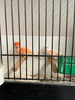 Koppel rood mozaïek, Animaux & Accessoires, Oiseaux | Canaris