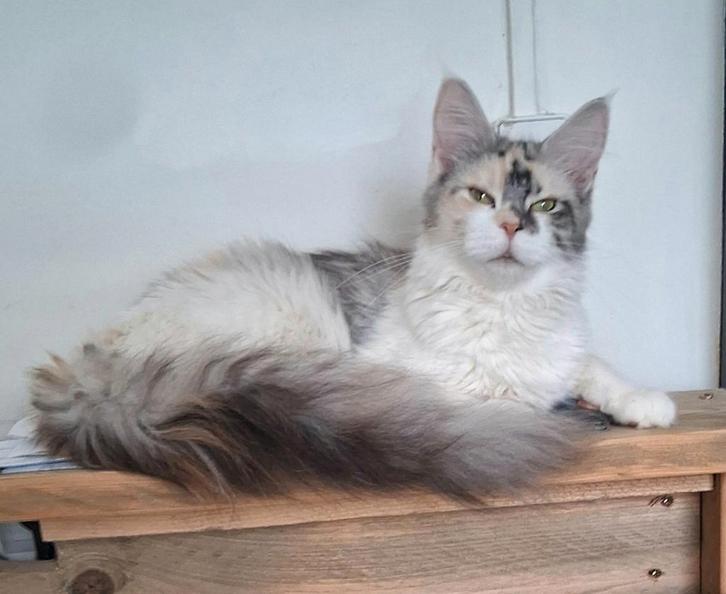 Spoed op zoek woning mag niet verhuurd worden  krijgen we ac, Immo, Huizen te huur, Provincie Limburg, Tussenwoning, Direct bij eigenaar