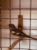 Agaat botvinken, Dieren en Toebehoren