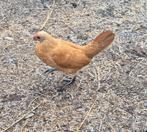 Te koop - Sebright Hennen, Dieren en Toebehoren