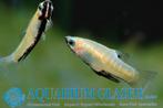 Girardinus metallicus, Animaux & Accessoires, Poissons | Poissons d'aquarium