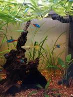 Guppy's ,black Molly,garnalen en planten