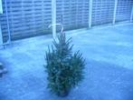 kerstbomen, Tuin en Terras, Overige soorten, Ophalen of Verzenden, Struik, 100 tot 250 cm
