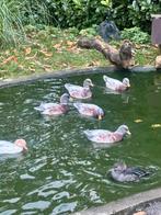 Hollandse kwaker, Dieren en Toebehoren, Pluimvee, Meerdere dieren, Eend