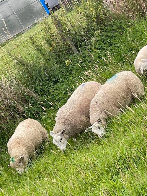 Weides gezocht voor begrazing van schapen, Dieren en Toebehoren, Runderen