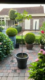 Notenboom ongeveer 2 meter hoog, Tuin en Terras, Ophalen