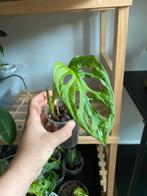 Monstera Adansonii Aurea Variegata, Ophalen of Verzenden