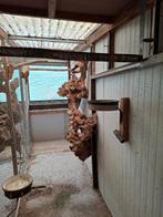 Prachtige eiken boomstronken, Parkiet