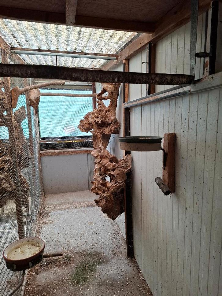 Prachtige eiken boomstronken, Animaux & Accessoires, Oiseaux | Perruches & Perroquets, Perruche