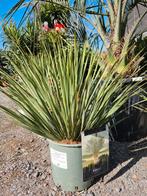 Yucca Rostrata - palmlelie, Tuin en Terras, Ophalen
