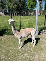 Hobby merrie alpaca suri, Dieren en Toebehoren