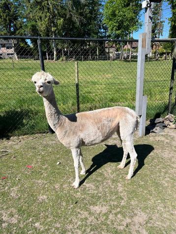Hobby merrie alpaca suri