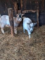 Jonge dwerggeitjes miekes, Dieren en Toebehoren