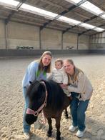 Kinderpony, verzorgpony, halve stal, Dieren en Toebehoren, Pony's, Ruin, Niet van toepassing, Recreatiepony, 7 tot 10 jaar