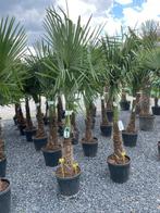 Trachycarpus fortunei palmboom, Tuin en Terras, Ophalen