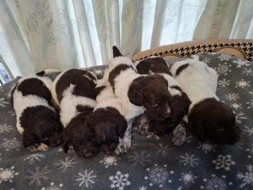 Heidewachtel / Munsterlander pups beschikbaar voor biedingen