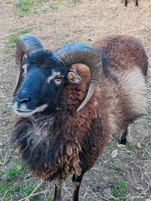 Handtamme dekram Soay, Dieren en Toebehoren, Schapen, Geiten en Varkens