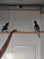 Gevraagd - Blauwe twenty eight / 28, Parkiet