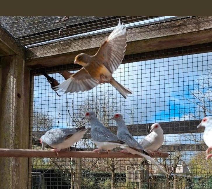 Des canaris, Animaux & Accessoires, Oiseaux | Oiseaux Autre