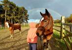 Merrie en Ruin ter adoptie, Dieren en Toebehoren, Paarden, Merrie, Gechipt, L, 11 jaar of ouder