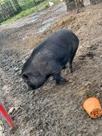 Varkentjes gratis afhalen, Dieren en Toebehoren, Schapen, Geiten en Varkens