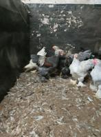 Hanen Brahma, Dieren en Toebehoren