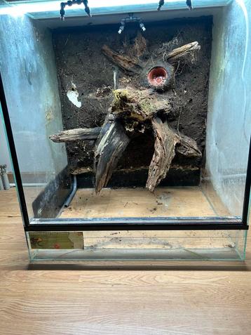 Terrarium beschikbaar voor biedingen
