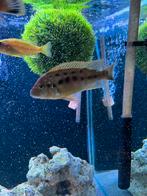 Wiljams bleu lip, Dieren en Toebehoren, Vissen | Aquariumvissen, Vis