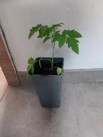 Plants de tomates. A venir chercher sur Anderlecht, Tuin en Terras, Planten | Fruitbomen, Ophalen