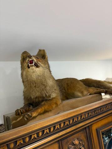 4 animaux a vendre  beschikbaar voor biedingen