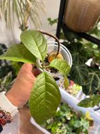 Pre bonsai Avocado, Ophalen