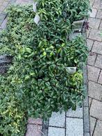 Portugese laurier haagplanten per 6 stuks hoogte 20 cm, Tuin en Terras, Haag, Minder dan 100 cm, Laurier, Ophalen