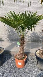 Prachtige palmboom van 125cm hoog, Jardin & Terrasse, Plantes | Arbres, Palmier, Enlèvement ou Envoi