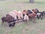 Schapen lammetjes  soay en ook kruising, Meerdere dieren, Schaap, 0 tot 2 jaar