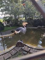 Kroonkraanvogel hen, Vrouwelijk