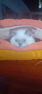 Britse korthaar, Dieren en Toebehoren, Katten en Kittens | Raskatten | Korthaar, Poes, Gechipt, 0 tot 2 jaar