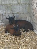 2 bokjes 1 jaar oud, Dieren en Toebehoren, Schapen, Geiten en Varkens