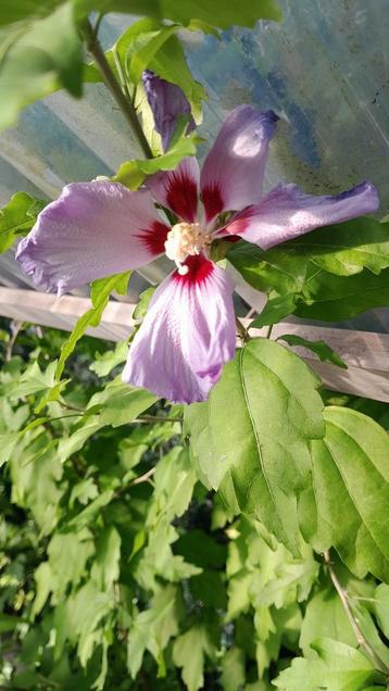 Hibiscus  beschikbaar voor biedingen